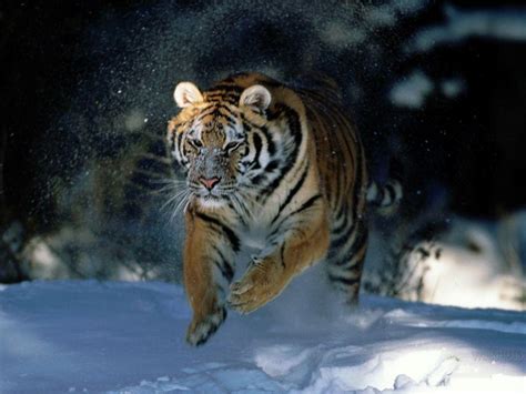 Wallpapers Of Tigers Wallpaper Cave