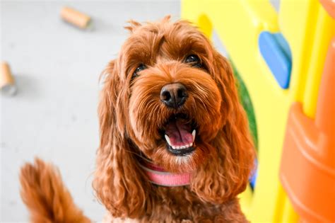 Pamper and Play® Dog Daycare and Spa Pamper & Play Dog Daycare and Spa