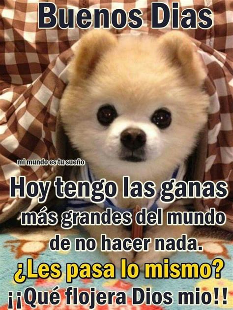Ver más ideas sobre buenos dias chistosos, frases divertidas, frases graciosas. 🖤 Memes De Buenos Dias En Domingo - 2021
