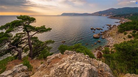 Trees Coast Crimea Rocks Sea Pine Russia Nice Wallpapers 1920x1080