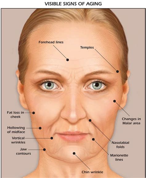 Image Result For Anatomy Face Skin Anatomy Facial Anatomy Facial