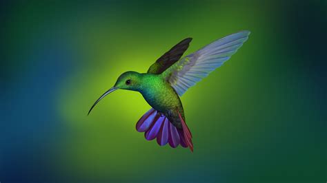 1920x1080 Hummingbird Hd Laptop Full HD 1080P HD 4k ...