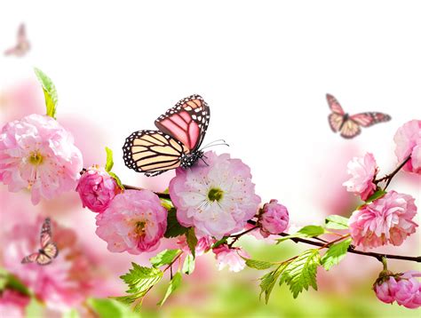 Lassen sie ihre wände mit gemalten mohnblumen, kornblumen oder rosen bilder aufblühen. Bilder von Monarchfalter Schmetterlinge Blumen Großansicht ...