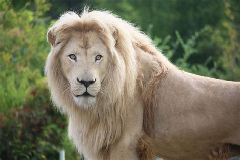 The white lion is a beautiful animal. Toronto Zoo | Animals