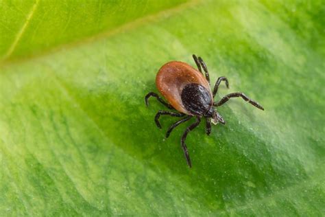 Blacklegged Ticks Lifecycle Transmitters Of Disease And Ways To Control