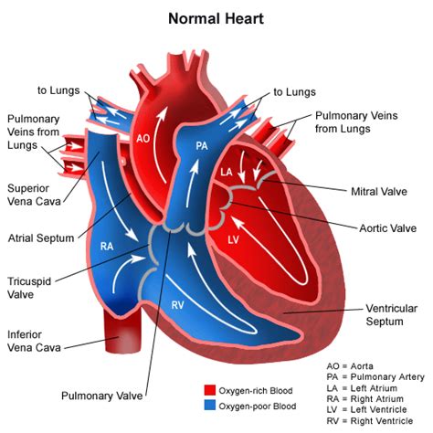 Anatomy Of The Heart A Cross Section Of The Heart Wall Showing The