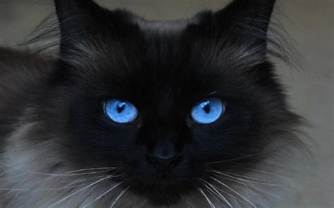 Beautiful Blue Eyes Cats Wallpaper 16233668 Fanpop