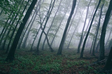 Green And Brown Foggy Forest Photo Shot During Daytime Hd Wallpaper