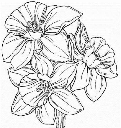 Daffodil Coloring Pages Drawing Flower Outline Pencil