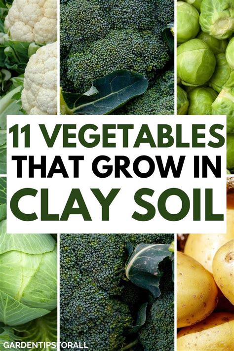 10 Best Vegetables That Grow Well In Clay Soil