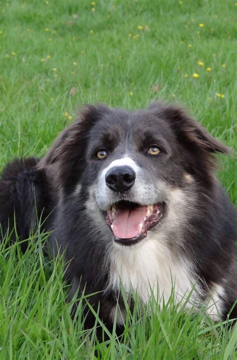 Collie information including personality, history, grooming, pictures, videos, and the akc breed standard. Border Collie saillie