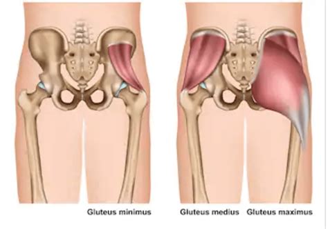Strong glutes also allow for movements such as bending over, squatting down, standing up straight. A Weak Gluteus Medius May Be The Cause Of Your Back Pain ...
