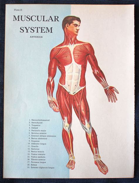 Muscular System Anterior View1960 Medical Print Etsy