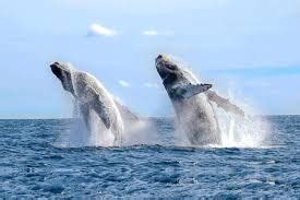 سُئل فبراير 10 بواسطة مجهول. صور الحوت الازرق وحقائق هامه • طبيعة