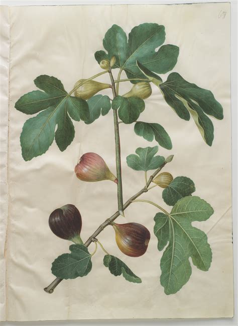 Fig Ficus Carica Circa 1659 Botanical Drawings Botanical Art