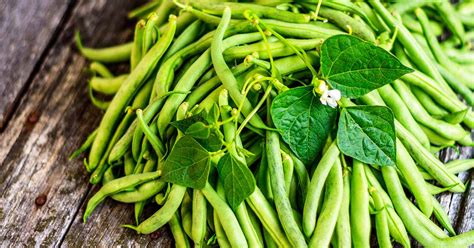 How To Grow Green Beans For A Win In The Garden Gardener