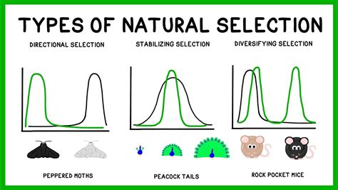 Evolution And Types Of Selections Sciencebiology Quizizz