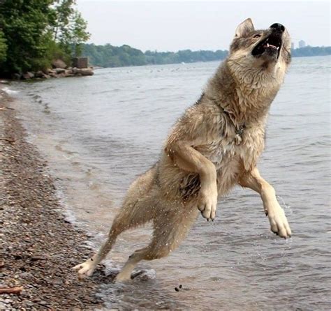 Grey Wolf By The Beach Wolf World Funny Wolf Dogs Of The World