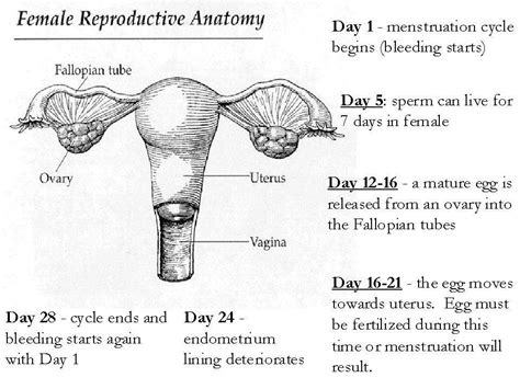 Reproductive Reproductive System Female Reproductive Anatomy Female