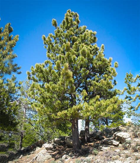 Ponderosa Pine Trees For Sale Online The Tree Center