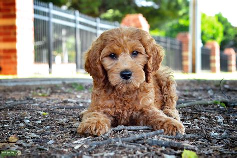 Goldendoodle Stud Dog In Buford Ga The United States Breed Your Dog