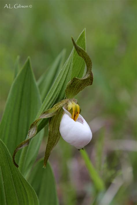 In culture, the plant thrives with yearly addition of horticultural lime to the planting mix. Orchids of Ohio and the Midwest: Cypripedium candidum