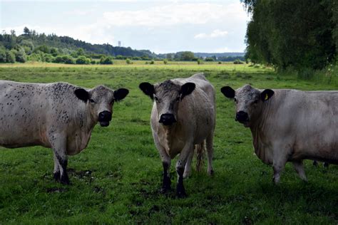 Free Picture Cattle Bull Agriculture Cow Grass Grassland Livestock