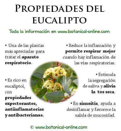 Para Que Sirve El Eucalipto Como Planta Medicinal Plantă Blog