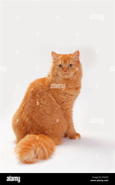 British Longhair Cat Tomcat Ginger Highlander Lowlander Britanica