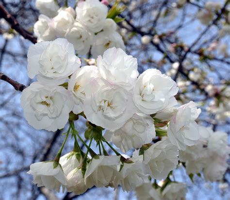 Photo Of White Cherry Blossom Tree Flowers Starting To Blo Flickr