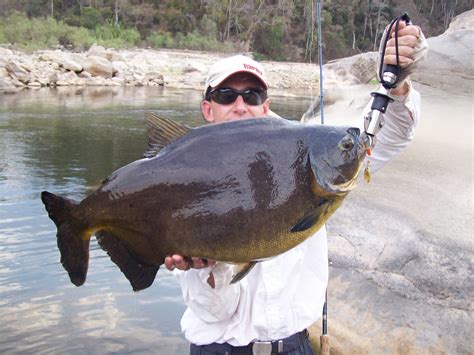 Check spelling or type a new query. Big Fishes of the World: PACU BLACK TAMBAQUI (Colossoma ...