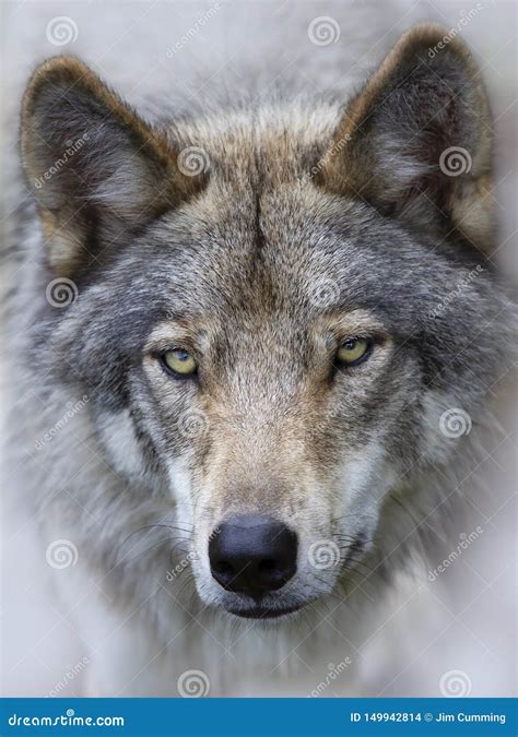 A Timber Wolf Or Grey Wolf Canis Lupus Portrait Closeup In Canada Stock