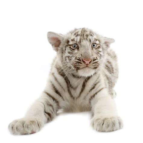 White Tiger Cub Roaring And Lying 2 Months Old Isolated On Wh Stock