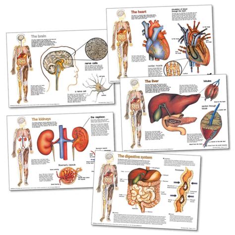 Human Body Organs Classroom Posters Primary Classroom Resources