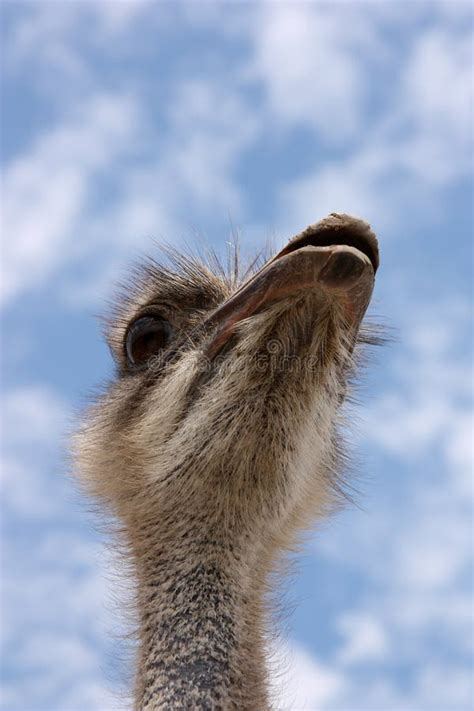 Ostrich Head Stock Photo Image Of Curiosity Closeup 14912664
