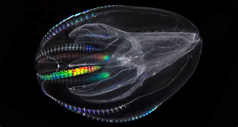 Animal Origins Shift To Comb Jellies Science News