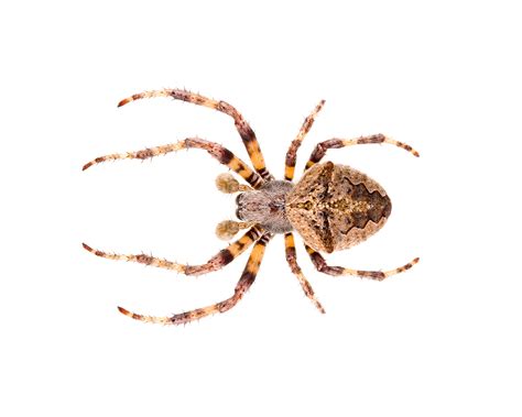 The spider's bite is mild although some swelling and pain was mentioned in one case. Garden Orb-Weaving Spider - ACT Pest Control | Canberra ...