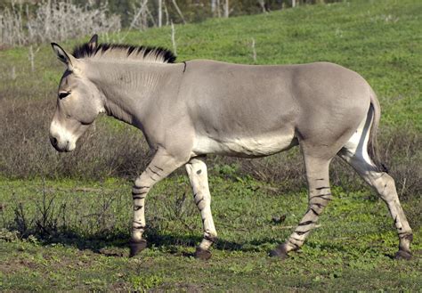 Their beautiful coats are popular with poachers as are their bones which they. Dangerous of Wild Animals: Endangered species animal ...