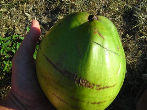 You can enjoy the fresh coconut taste for all your baking needs anytime. How to open green coconuts for water | Florida Hillbilly