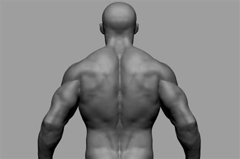 Artstation Male Torso Niyazi Selimoglu Anatomy Tutorial Male