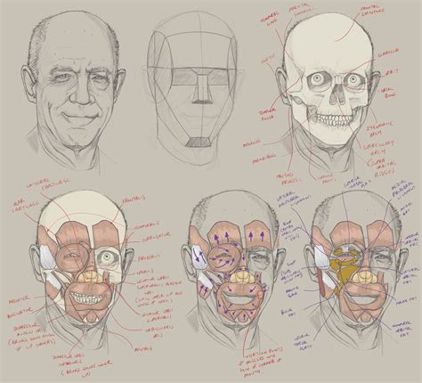 The Best Human Head Drawing Study Ideas Greenced