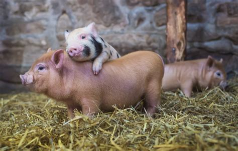 Wallpaper animals, background, the barn, pigs images for desktop