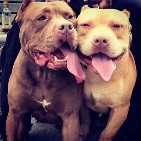 Big dogs, perhaps especially big pitbull breeds require a dab hand at dog ownership. 14 Signs You Are A Crazy Pit Bull Person