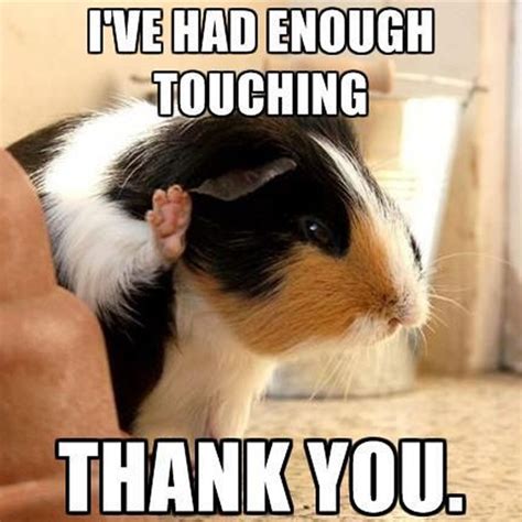Ive Had Enough Touching Guineapig Memes Sweetguineapig