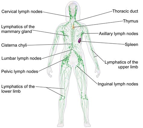 Lymphatic System Lymph Nodes Diagram