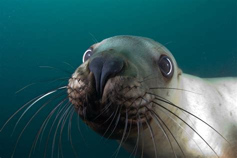Seal Underwater Up Close Animals Sea Lion Lion Facts