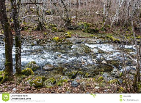Mountain Small River Flowing Among Moss Grown Stones Stock Photo