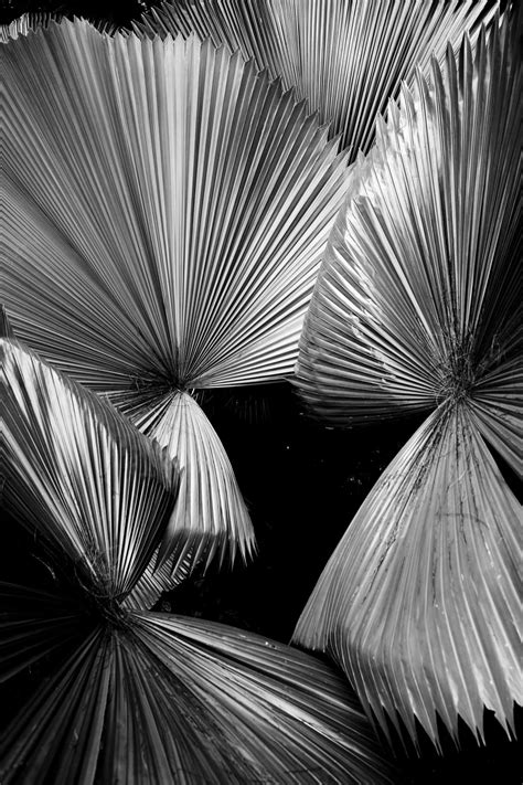 20 Creativas Fotografías en Blanco y Negro Para Llenarte de Inspiración