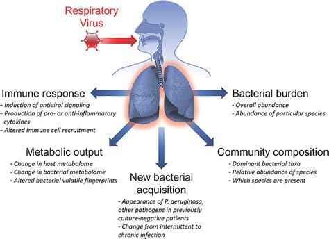 Frontiers Viral Bacterial Co Infections In The Cystic Fibrosis