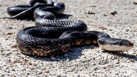 Id Guide To Ratsnakes Found In Kansas 2 Species Nature Blog Network